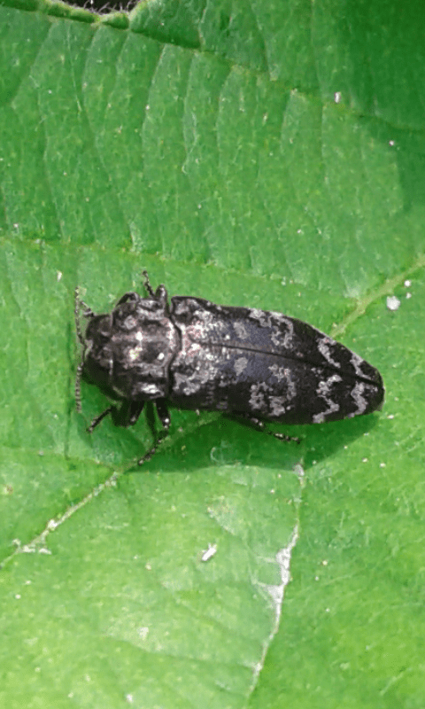 Coraebus rubi (Buprestidae)? S